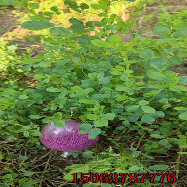 紫花苜蓿草籽撒播密度？