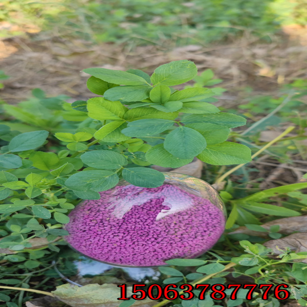 紫花苜蓿草籽撒播密度？
