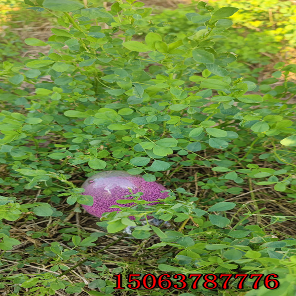 紫苜蓿草籽播種？