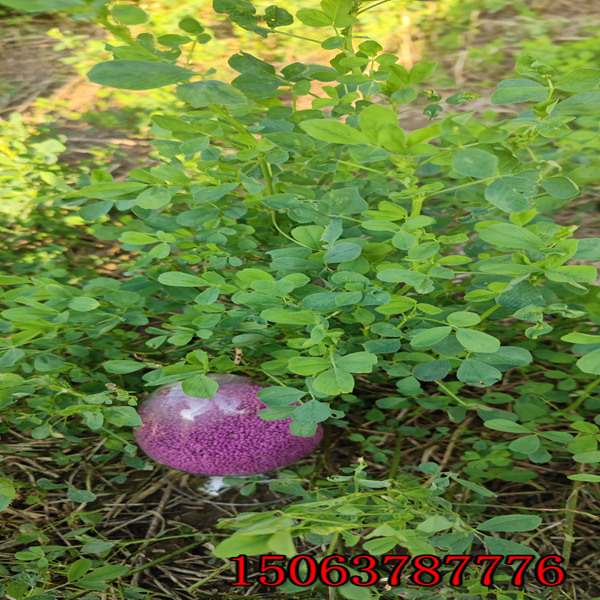 紫苜蓿草籽播種？
